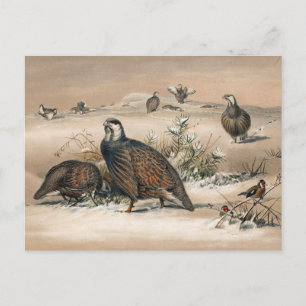 The Caspian Snow-Partridge by Joseph Wolf Postcard