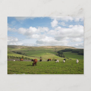 The Cat and Fiddle Inn Postcard