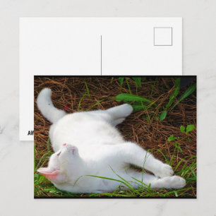 The Cat and the fly Postcard