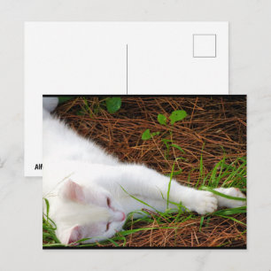 The Cat in the Pine Needles Postcard