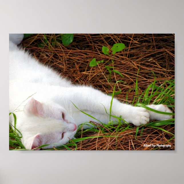 The Cat in the Pine Needles Poster (Front)