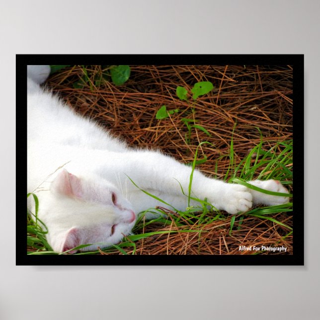 The Cat in the Pine Needles Poster (Front)