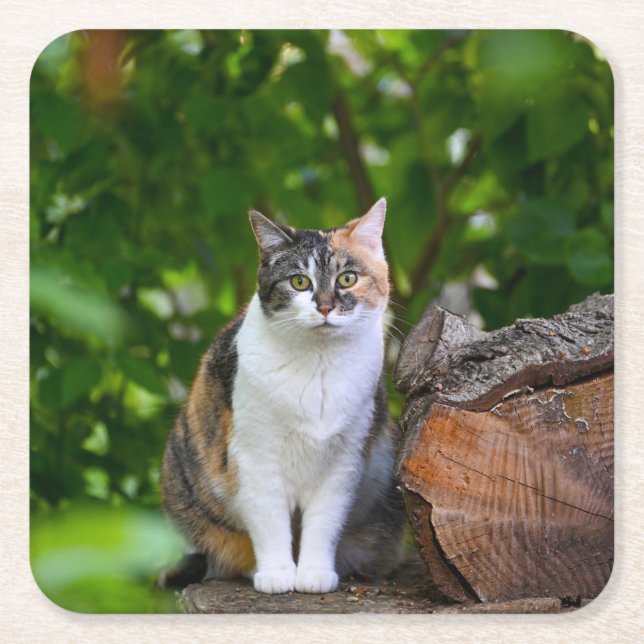 The Cat   Square Paper Coaster (Front)