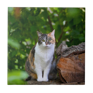 The Cat   Tile