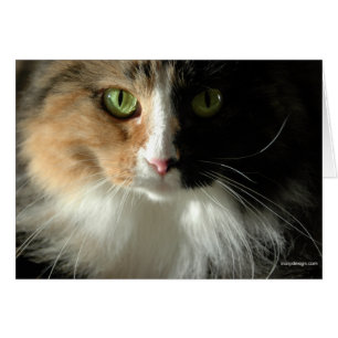 The Cat's Eyes Cards