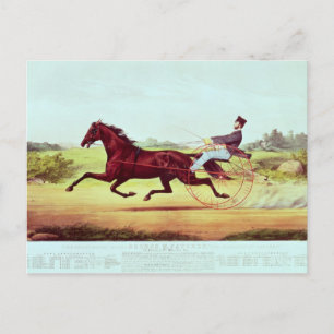 The Celebrated Horse, George M. Patchen Postcard