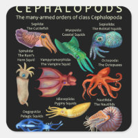 The Cephalopod Octopus Squid Cuttlefish
