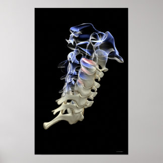 The Cervical Vertebrae 4 Poster