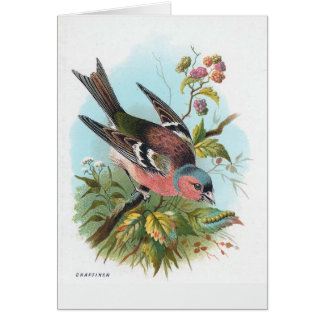 The Chaffinch
