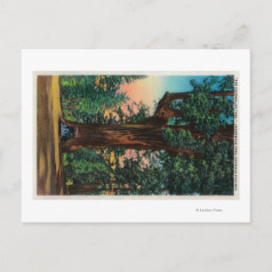 The Chandelier Tree, Underwood Park Postcard