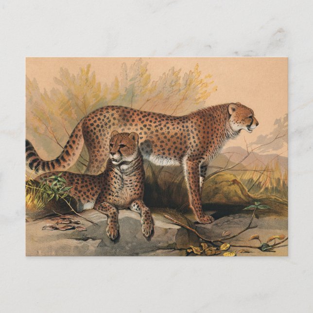 The Cheetah by Joseph Wolf Postcard (Front)
