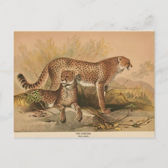The Cheetah Vintage Zoological Sketch Postcard (Front)