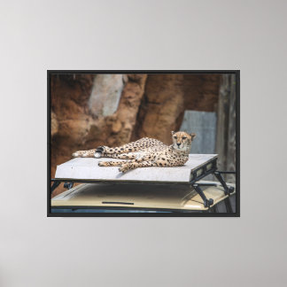 The Cheetah's Lounge Stretched Canvas Print