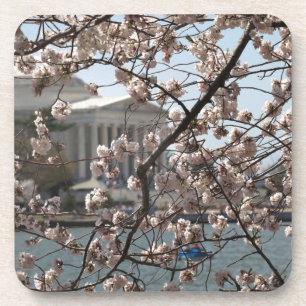 The Cherry Blossoms In Bloom In Washington DC Coaster