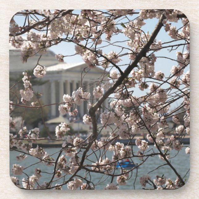 The Cherry Blossoms In Bloom In Washington DC Coaster (Front)