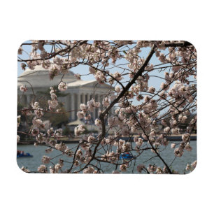 The Cherry Blossoms In Bloom In Washington DC Magnet