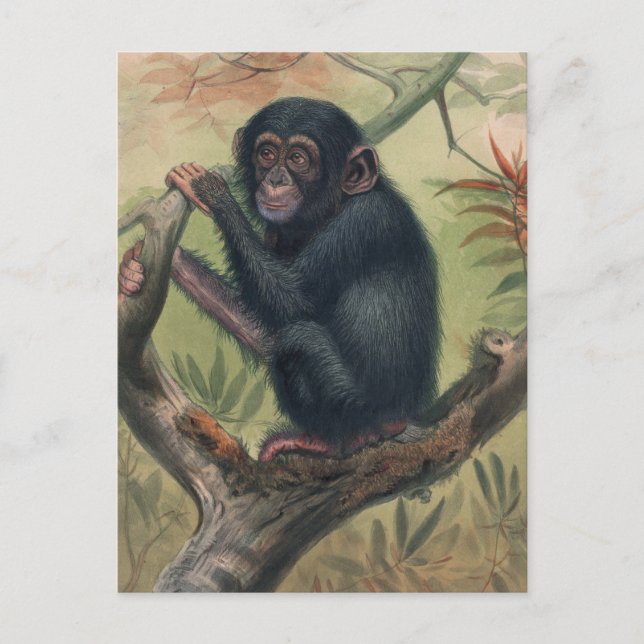 The Chimpanzee by Joseph Wolf Postcard (Front)
