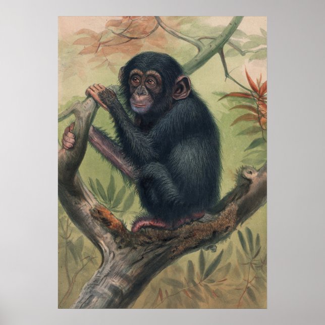 The Chimpanzee by Joseph Wolf Poster (Front)