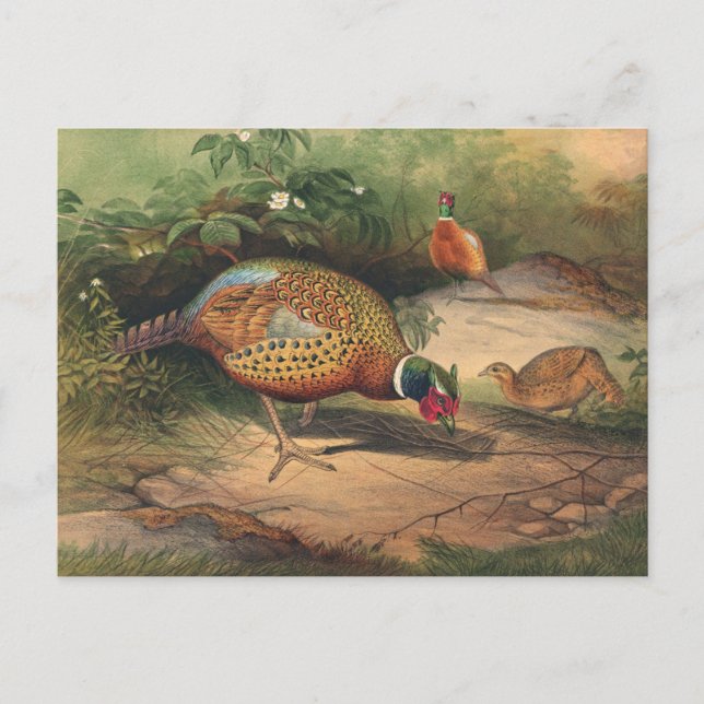 The Chinese Pheasant by Joseph Wolf Postcard (Front)
