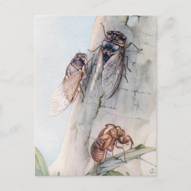THE CICADA 2 POSTCARD (Front)