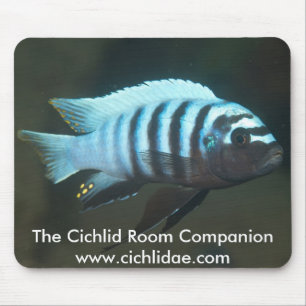 The Cichlid Room Companion - Metriaclima zebra Mouse Pad