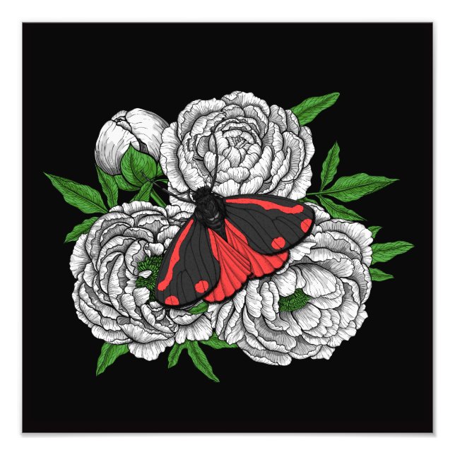 The cinnabar moth photo print (Front)