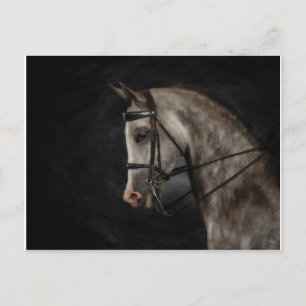 The Classy Arabian Postcard