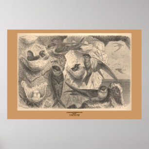 The Cliff Swallows Poster