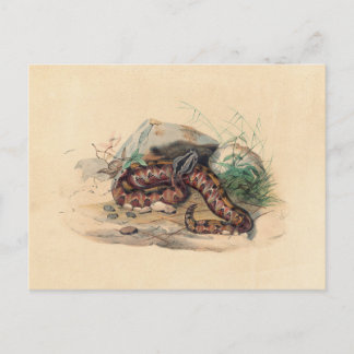 The Clotho by Joseph Wolf Postcard