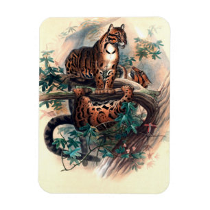 The Clouded Tiger by Joseph Wolf Magnet