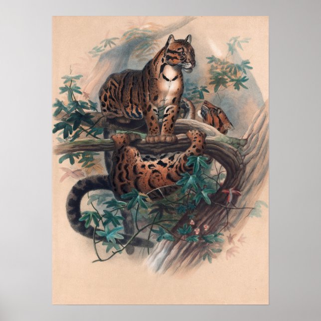 The Clouded Tiger by Joseph Wolf Poster (Front)