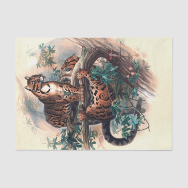 The Clouded Tiger by Joseph Wolf Tissue Paper (Front)