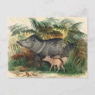 The Collared Peccary by Joseph Wolf Postcard