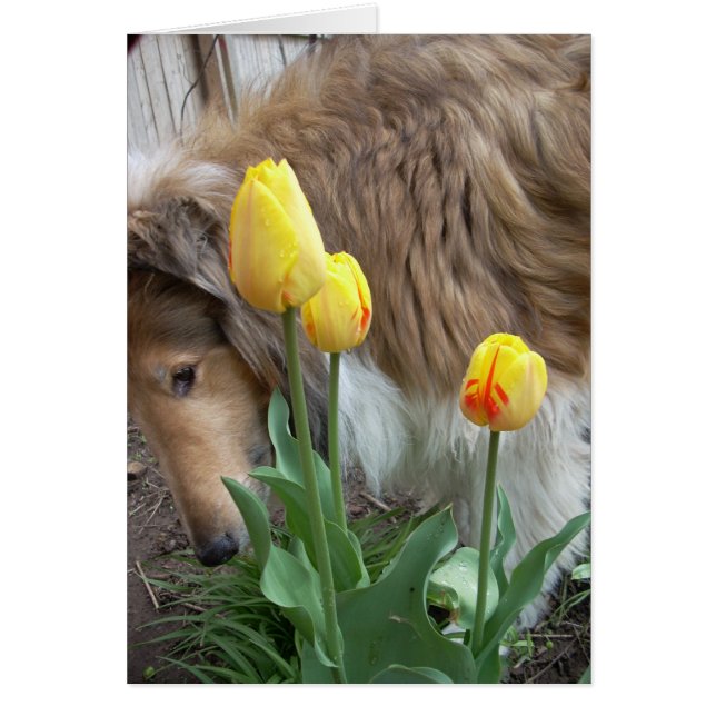 The Collie and the Tulips (Front)
