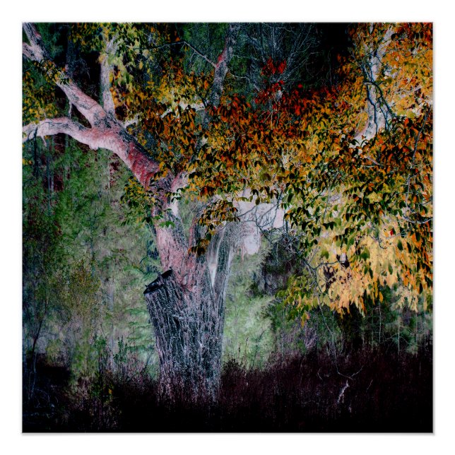 The Colours of Fall.... Poster (Front)