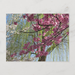The Colours of Spring: Tokyo Postcard