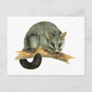 The Common Brushtailed Possum from Australia Postcard