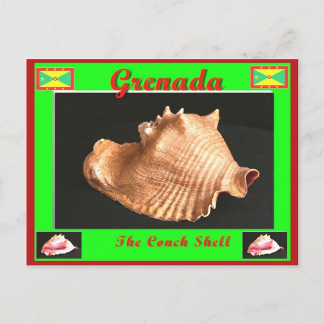The Conch Shell Postcard (Front)