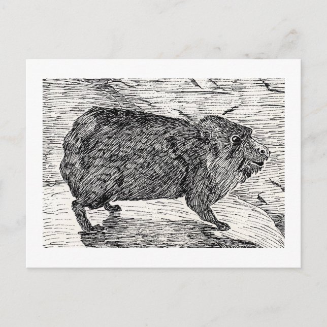 The cony, Or Syrian Rock Hyrax Postcard (Front)