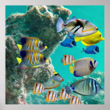 The Coral Reef with Tropical Fish