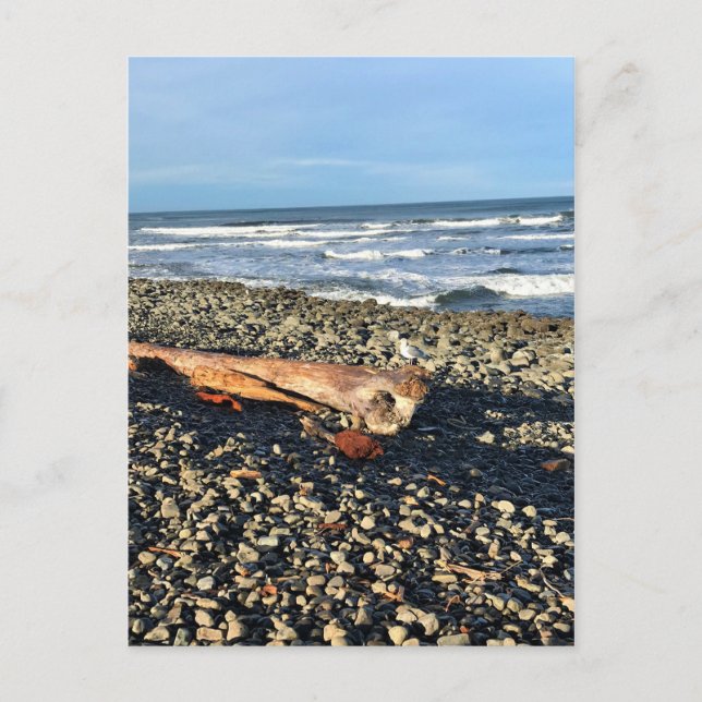 The Cove at Seaside, Oregon Postcard (Front)