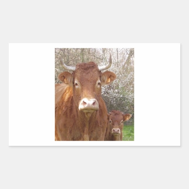 The cow and his calf - The cow and its calf Rectangular Sticker (Front)