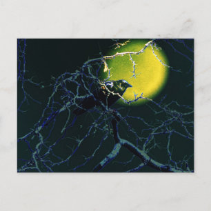 the Crow Postcard