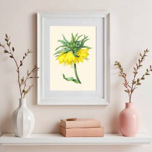 The crown imperial, Vintage botanical illustration Poster