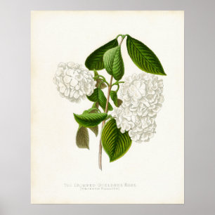 The Crumpled Gueldres Rose Poster
