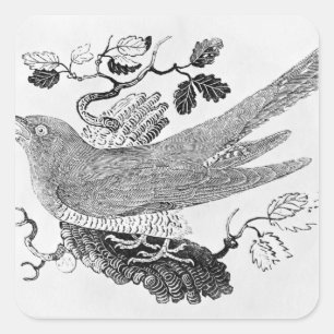 The Cuckoo Square Sticker