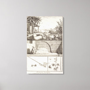 The cultivation of cotton, from the 'Encyclopaedia Canvas Print