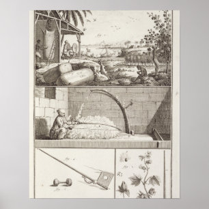The cultivation of cotton, from the poster