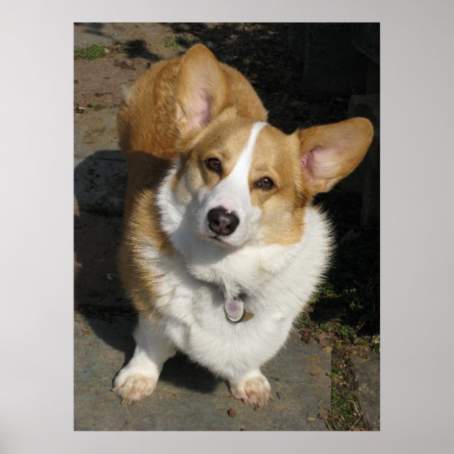 The Curious Corgi Poster (Front)