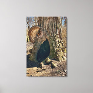 The Curious Hollow 20x30 Canvas Print